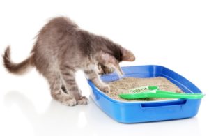 cat-litter-cost